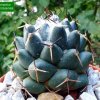 27 _Coryphantha _maiz-tablasensis_ 04